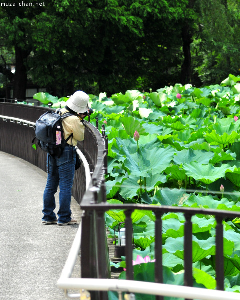 Lotus Shinobazu Pond Ueno