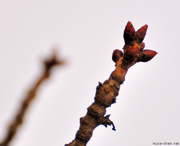 Sakura bud