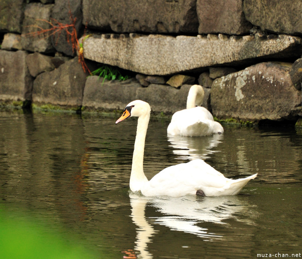 Swan from Imperial Palace
