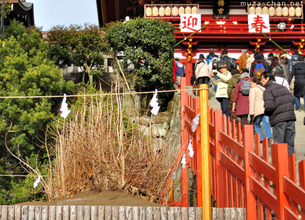 The replanted Ginkgo Tree from Tsurugaoka Hachimangu Shrine, Kamakura