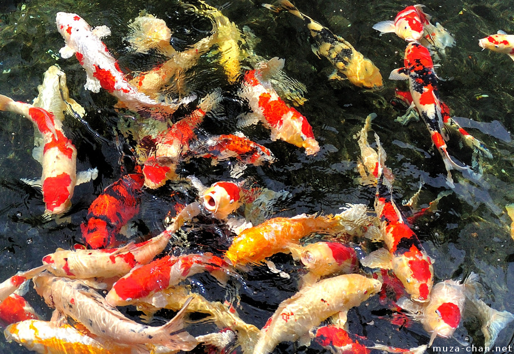 Hungry Japanese Koi