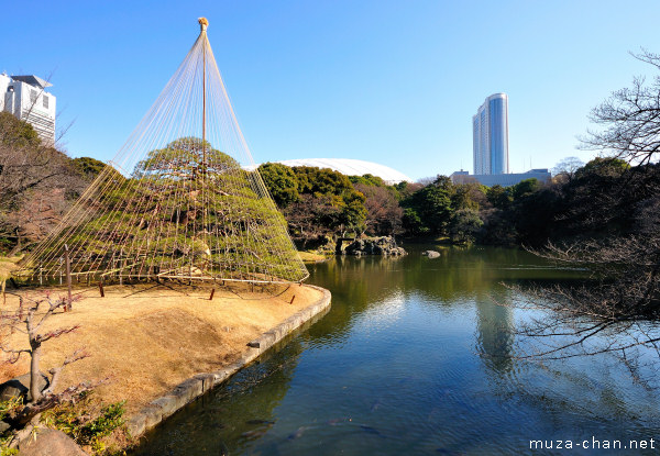 Koishikawa Kōrakuen Garden, Hitotsu-matsu Pine Tree, Tokyo