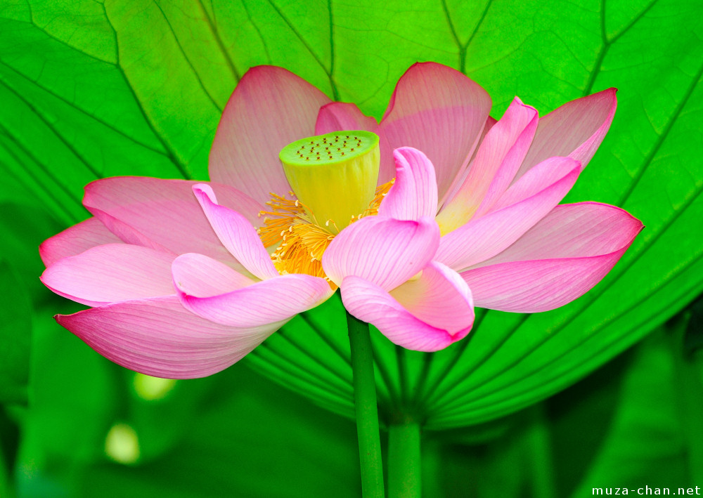 The red lotus is the lotus of love compassion passion and other qualities