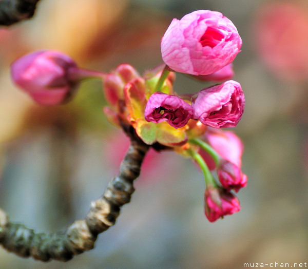 Sakura bud