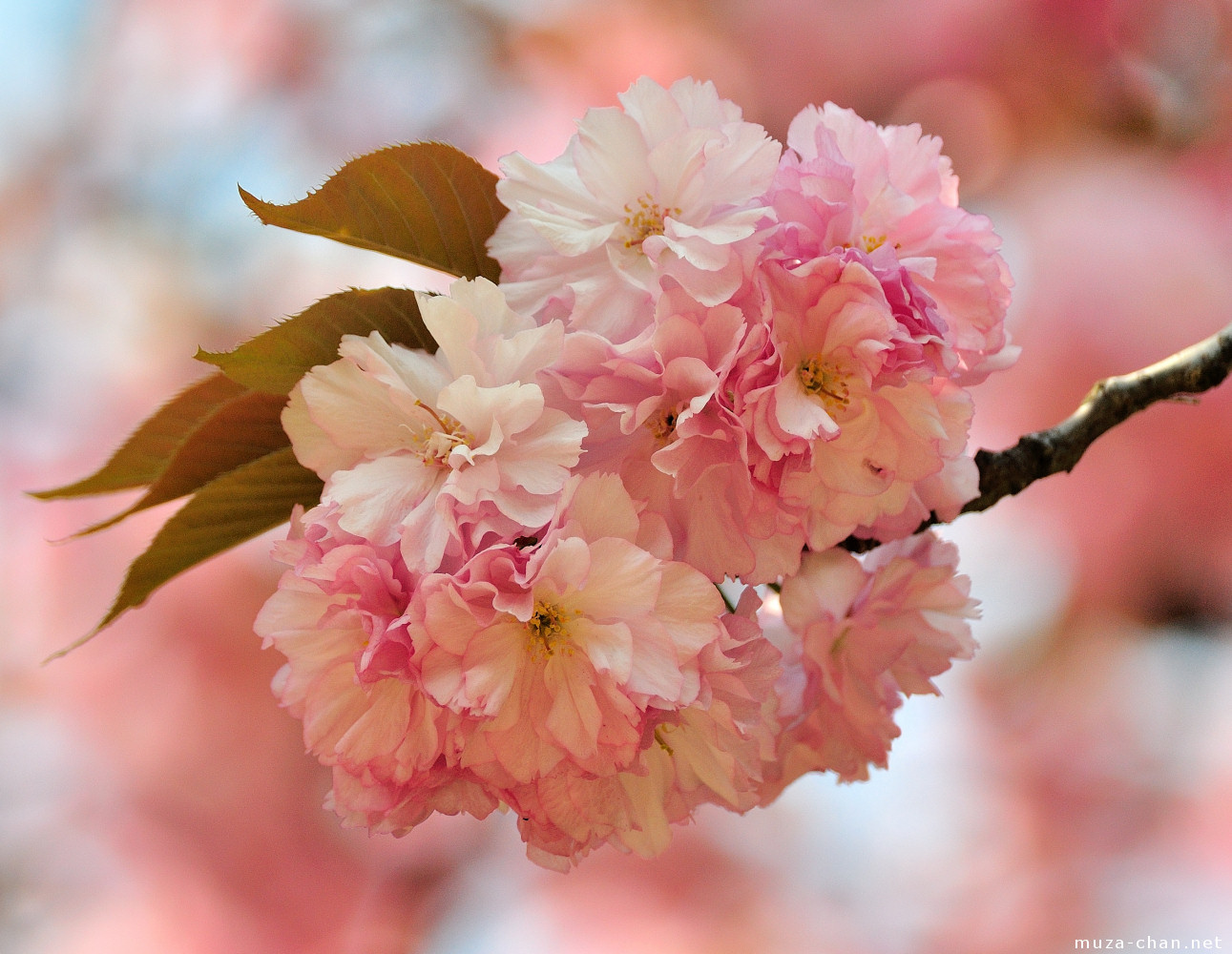 It\'s Sakura time!