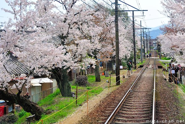 Cherry blossom tunnel, Keifuku line, Arashiyama, Kyoto