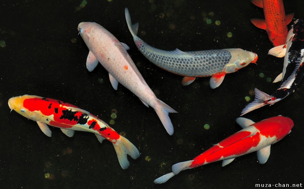 Japanese Koi and some photo tips