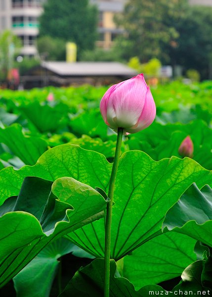 Lotus flower, Shinobazu Pond, Ueno, Tokyo