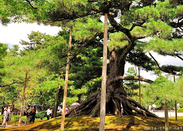 Neagari no Matsu (Raised Roots Pine), Kenrokuen Garden, Kanazawa