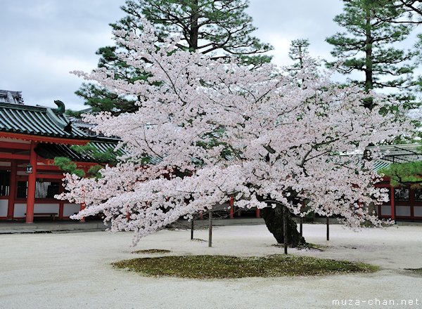 Sakura tree, Heian Shrine, Kyoto