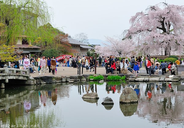 Gion Shidare Sakura, Maruyama Park, Kyoto