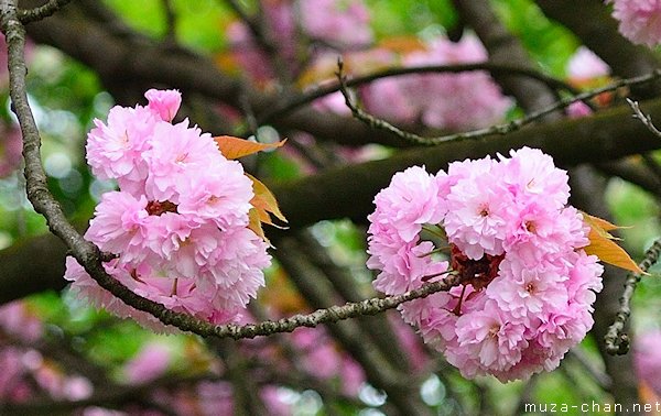 Kanzan sakura flower