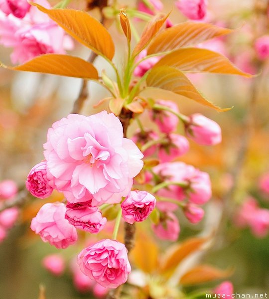 Kanzan sakura flower