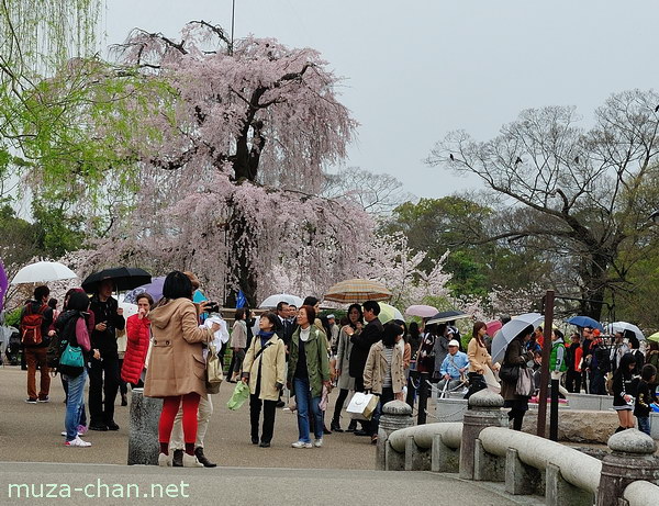Gion Shidare Sakura, Maruyama Park, Kyoto