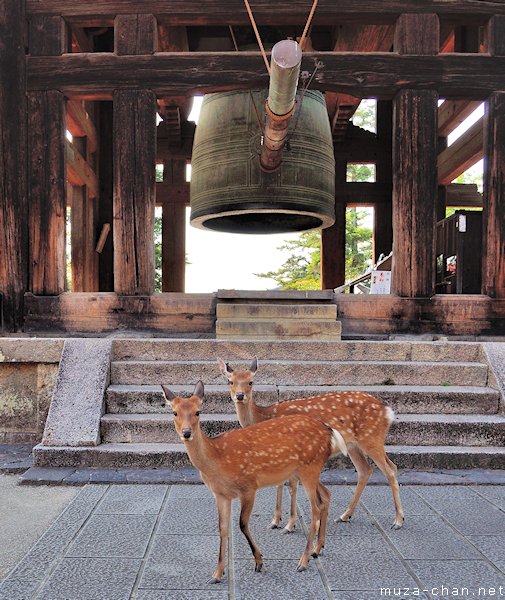 Shika deer at Tōdai-ji Temple, Nara