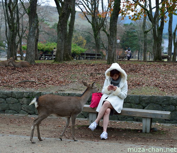 Shika deer, Nara