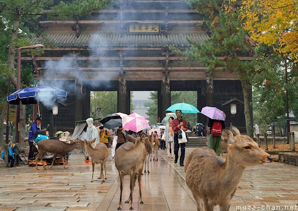 Shika deer, Nara