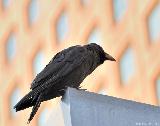 The crows from Tokyo, again