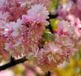 12 Great Sakura Videos