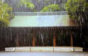 My favorite place in Japan, Meiji Jingu