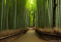 Kyoto Arashiyama bamboo groves