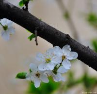 Sakura Sakura