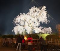 The most famous sakura in Kyoto, Gion Shidare Sakura