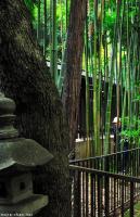 The bamboo cutter from the Hato Mori Hachiman Shrine
