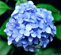 Hondoji, the Temple of Hydrangeas