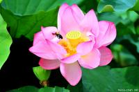 Blossoming Lotus in Shinobazu Pond