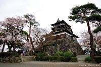 Cherry blossoms at Maruoka Castle
