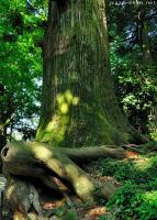 Old Japanese stories, the Octopus Cedar