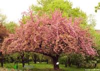 3 Old Japanese Sakura Stories