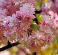 12 Great Sakura Videos