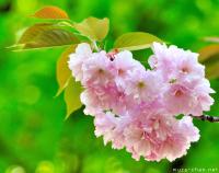 It's Sakura time!