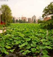 Old and new photos - Shinobazu pond