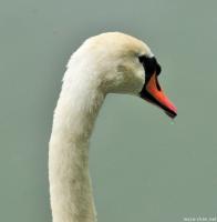 The swans from the Imperial Palace
