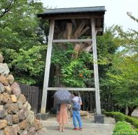 Inuyama Castle's protector tree
