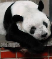 Less visitors at Ueno Zoo