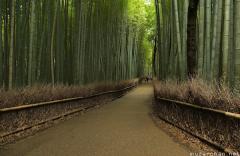Kyoto Arashiyama bamboo groves walking path