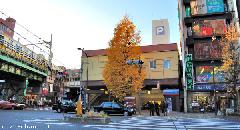 Asakusabashi Station Ginkgo tree