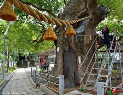 A living prayer for Peace: the A-bombed Nagasaki camphor trees