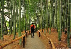 Bamboo grove in Kodaiji, Kyoto
