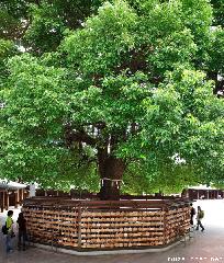 Shinto Ema and Sacred Camphor Tree