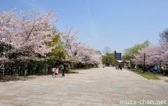 Sakura, Umekoji Park, Kyoto
