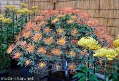 Chrysanthemum display, One thousand flowers from one stem