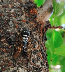 A Japanese Cicada