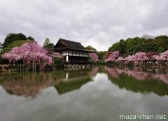 Kyoto Higashi Shin'en shidare sakura