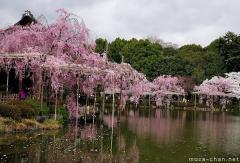 Sakura fubuki haiku