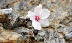 Fallen sakura flower